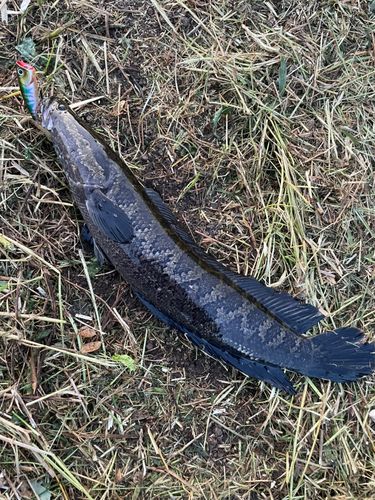 ライギョの釣果