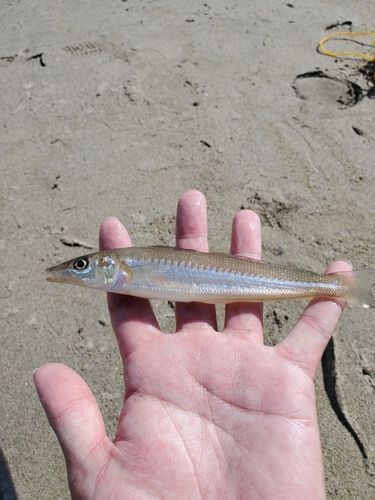 キスの釣果