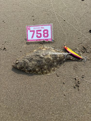 ヒラメの釣果