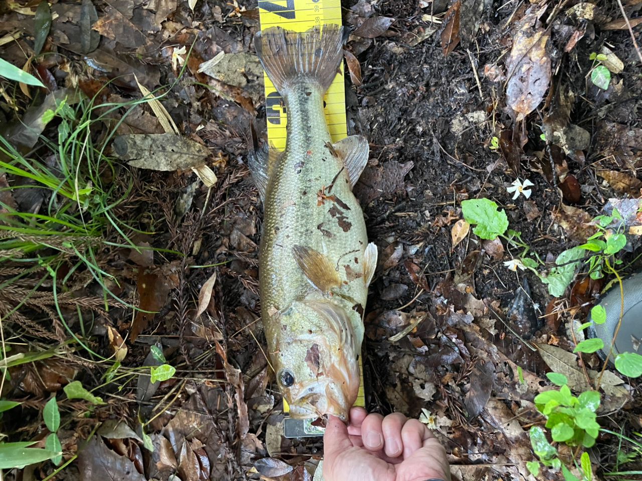 ラージマウスバス