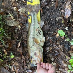 ラージマウスバス