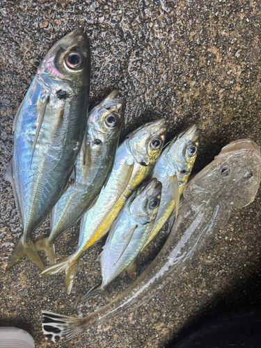 アジの釣果