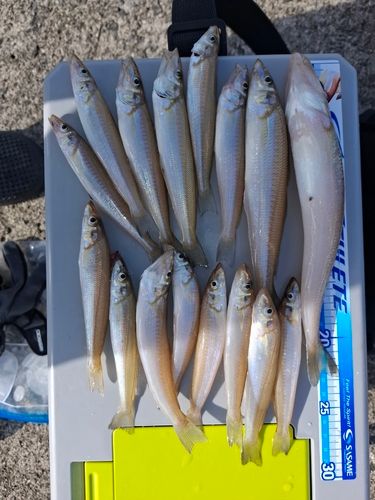 シロギスの釣果