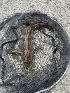 アブラコの釣果