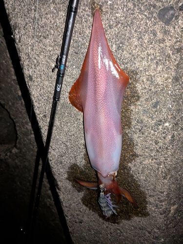 ケンサキイカの釣果