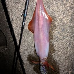 ケンサキイカ