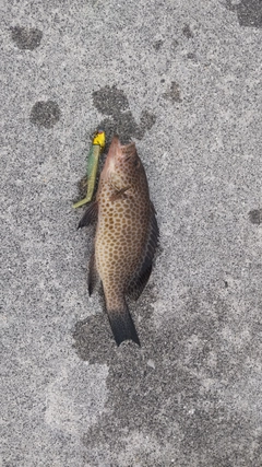 オオモンハタの釣果