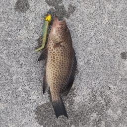 オオモンハタ