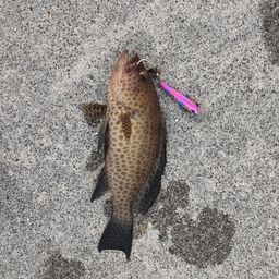 オオモンハタ