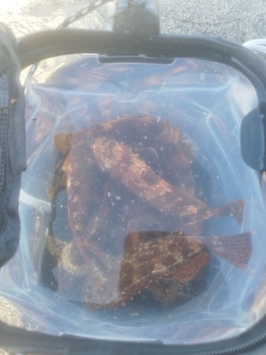 カサゴの釣果