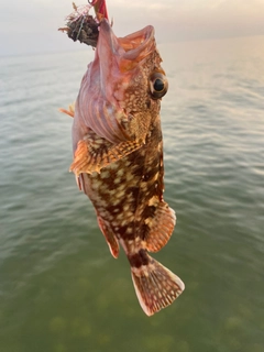 カサゴの釣果