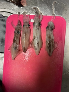 マメイカの釣果