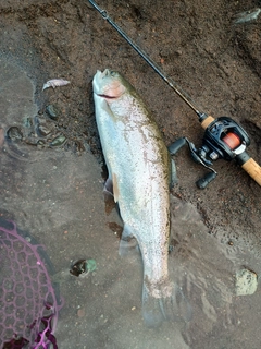 ニジマスの釣果