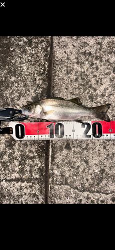 セイゴ（マルスズキ）の釣果