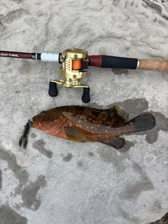 キジハタの釣果