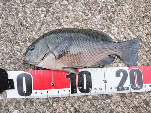 メジナの釣果
