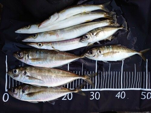マアジの釣果