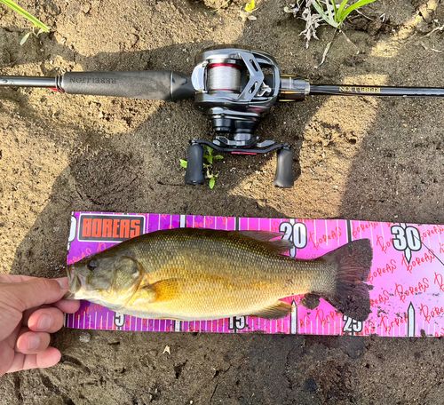 スモールマウスバスの釣果