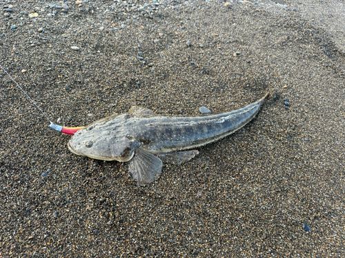 マゴチの釣果