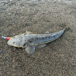 マゴチ