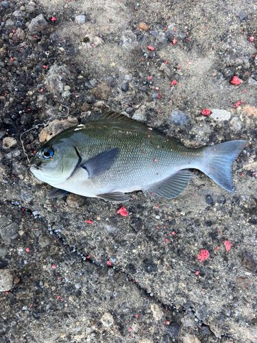 メジナの釣果