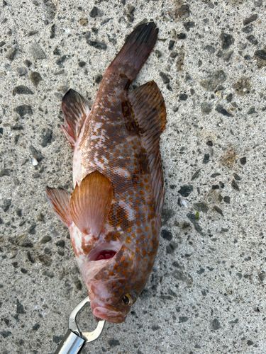 キジハタの釣果