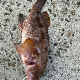 キジハタ