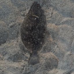 ヒラメ