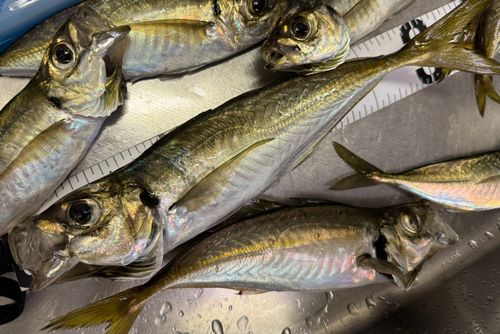 アジの釣果