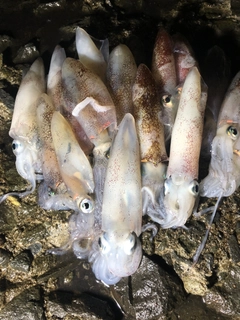 マメイカの釣果