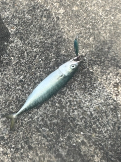 ゴマサバの釣果