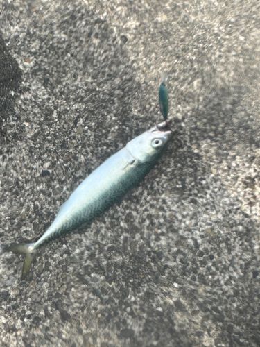 ゴマサバの釣果