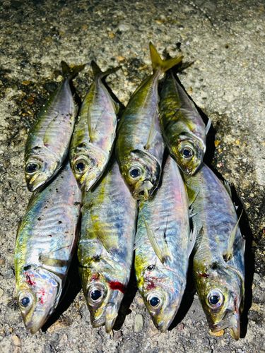 アジの釣果