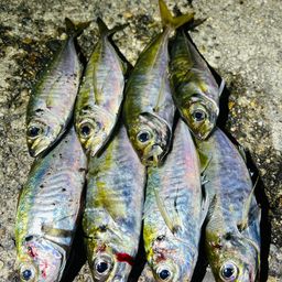 アジ