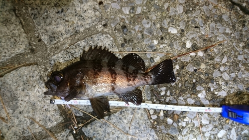 メバルの釣果