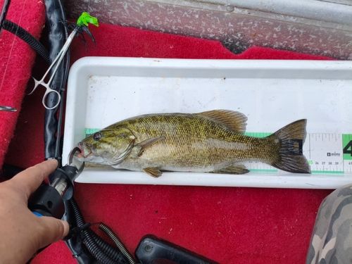 スモールマウスバスの釣果