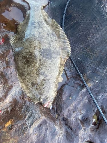ヒラメの釣果