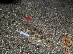 ソゲの釣果