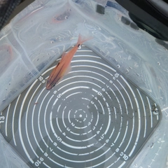 ネンブツダイの釣果