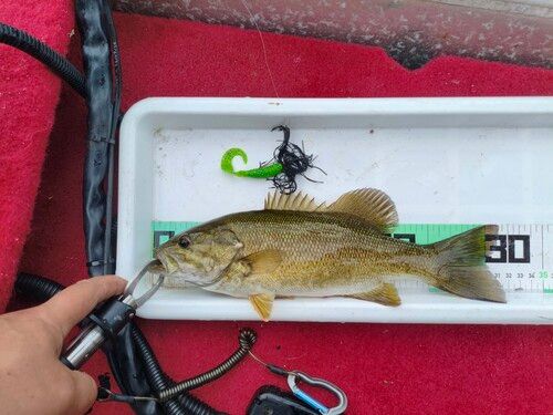 スモールマウスバスの釣果