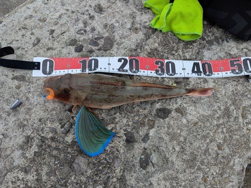 ホウボウの釣果