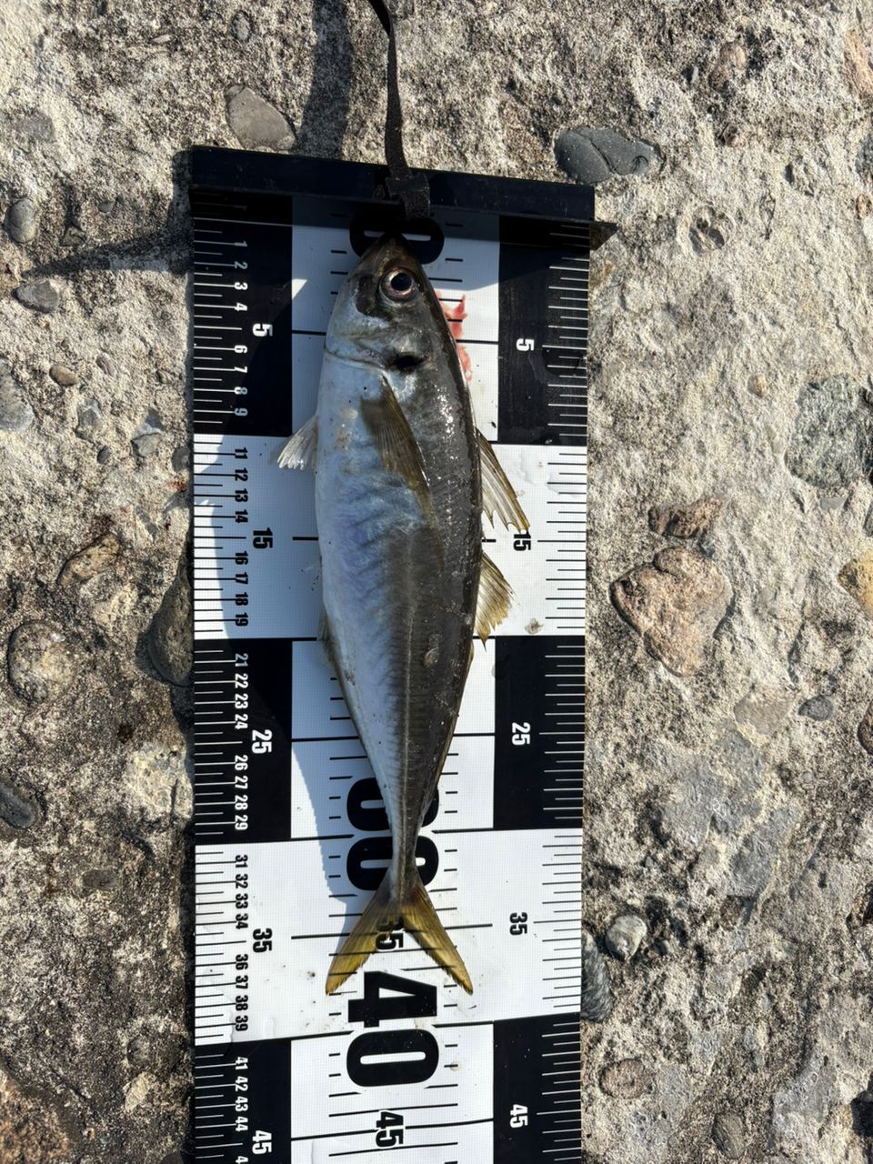 DAIWA 19剛弓 カゴB 遠投 4-60B遠投・Yの最安値・インプレ・釣果