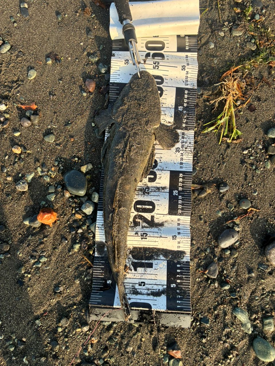 マゴチ