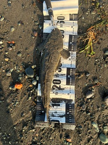 マゴチの釣果