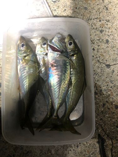 アジの釣果