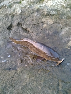 コイの釣果
