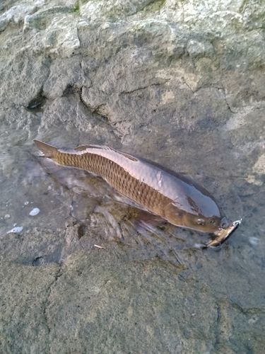 コイの釣果