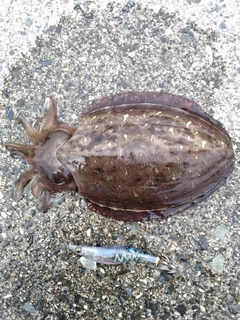 モンゴウイカの釣果