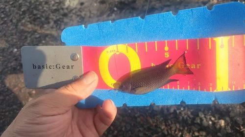ソラスズメダイの釣果