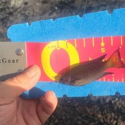 ソラスズメダイ